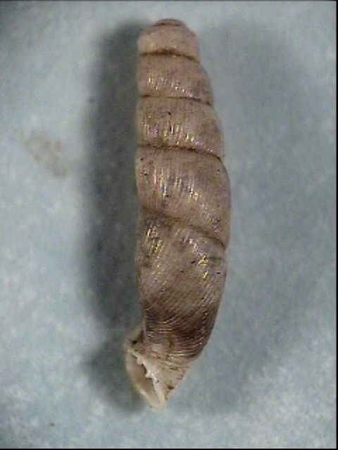 Bofilliella subarcuata (Bofill 1897)